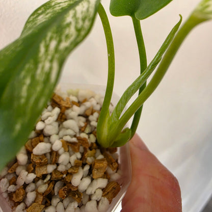 Monstera Devil Tissue Culture see description