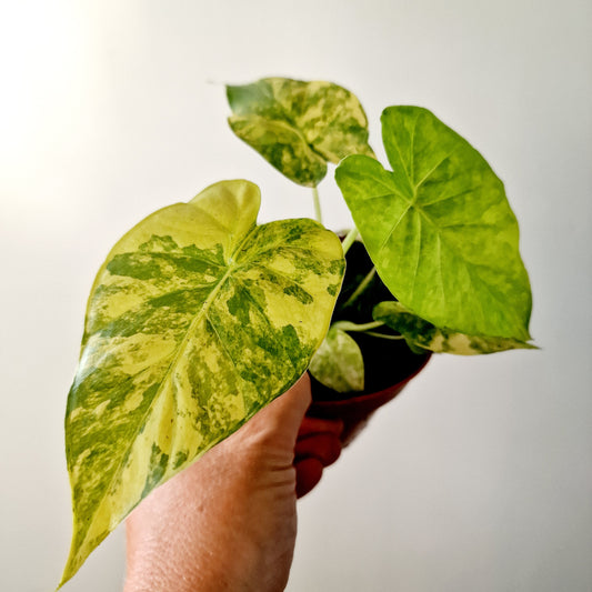 Alocasia Gageana Aurea Houseplant 7cm pot (1)