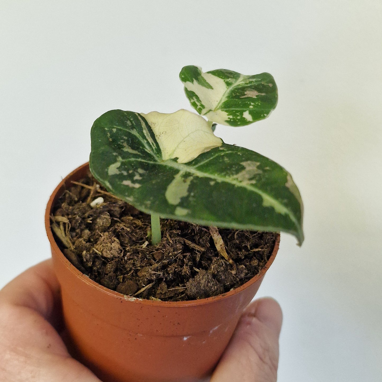 Alocasia Black Velvet Variegata – 7cm Pot (#4)