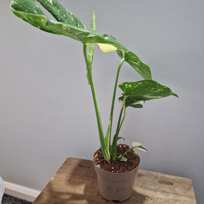 Monstera Thai Constellation Houseplant 12cm pot (2)