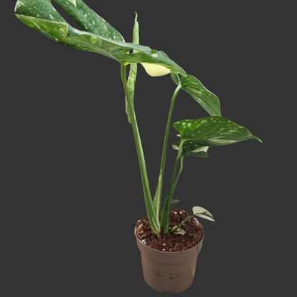 Monstera Thai Constellation Houseplant 12cm pot (2)