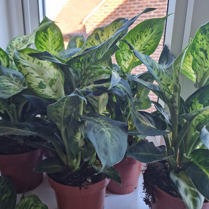 Dieffenbachia Sublime Rare Houseplant 12cm pot