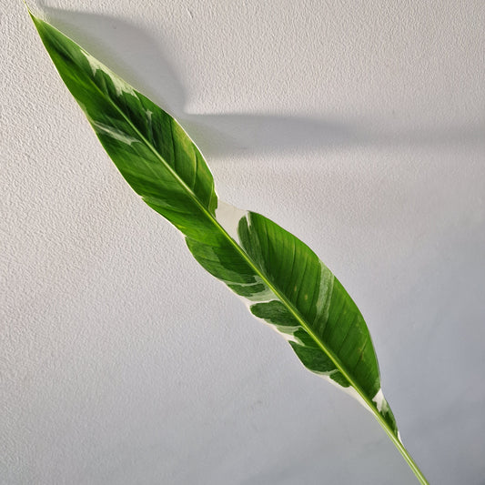 Musa ‘Florida’ – 10.5cm Pot (#6)