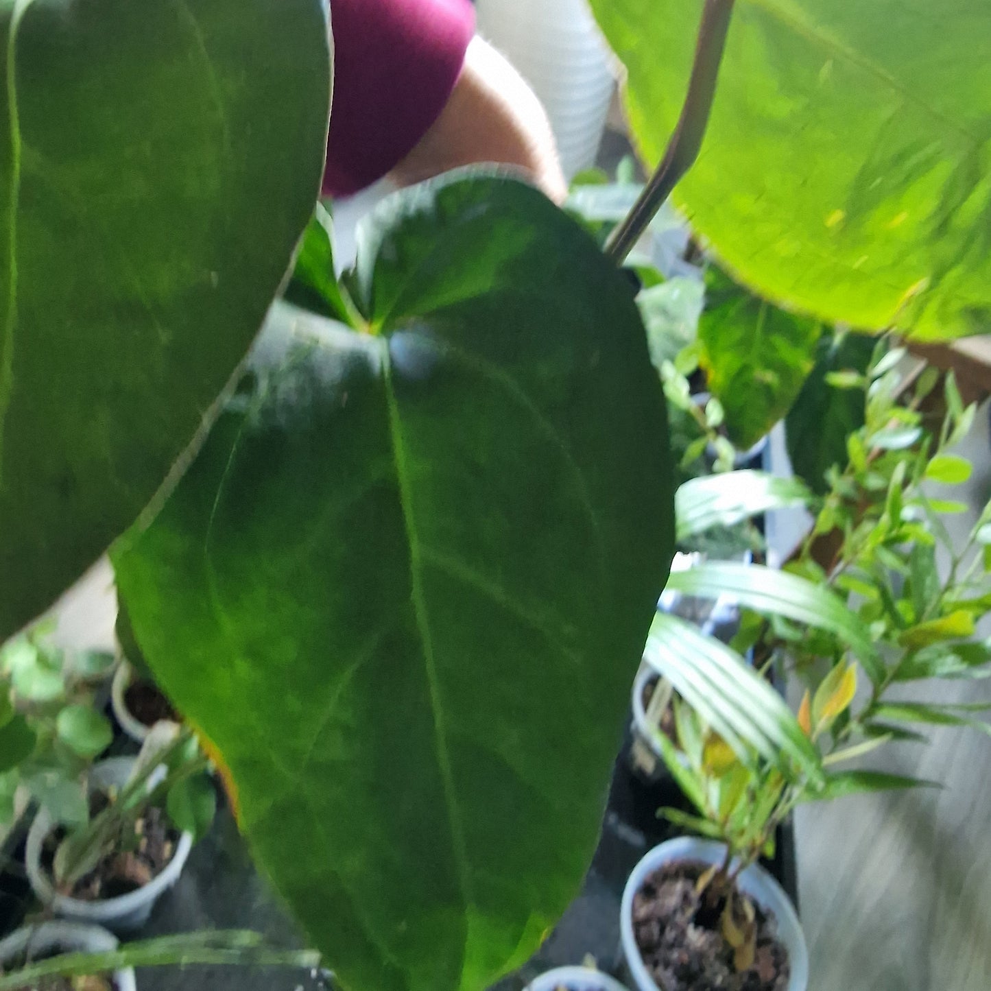 Ecuagenera Rehab Anthurium NoID
