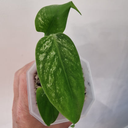 Monstera Devil – Acclimatised TC - Exact Plant (2)