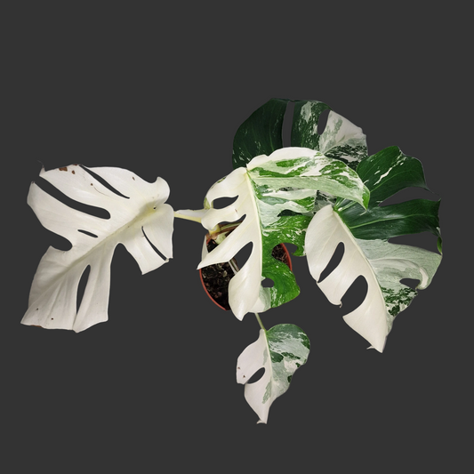 Monstera Albo ‘Super White’ – 15cm Pot (#4)