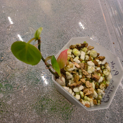 Philodendron Micans Pink Cloud Variegated