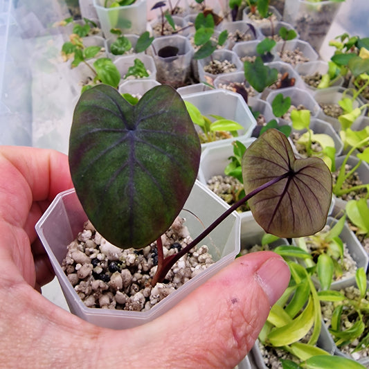 Colocasia Esculenta Black Magic 5cm pot