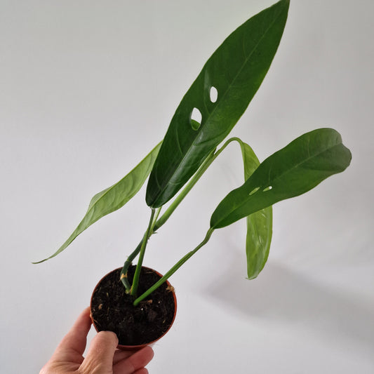 Monstera Obliqua Yasuni Rare Houseplant 9cm pot (1)