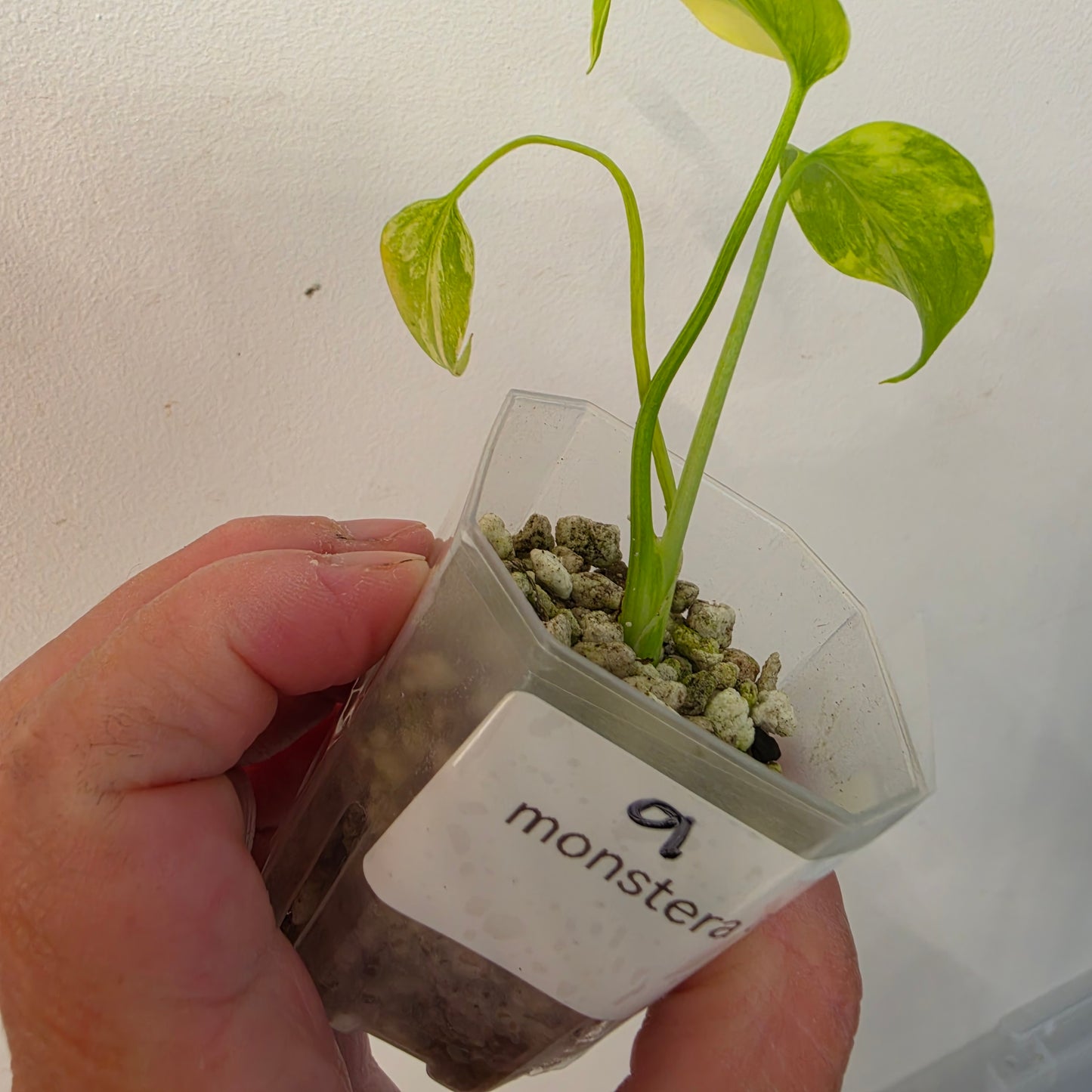 Monstera Aurea – Exact Plant No. 9 - See Description