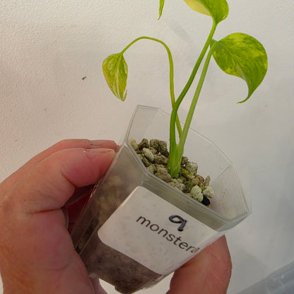 Monstera Aurea – Exact Plant No. 9 - See Description