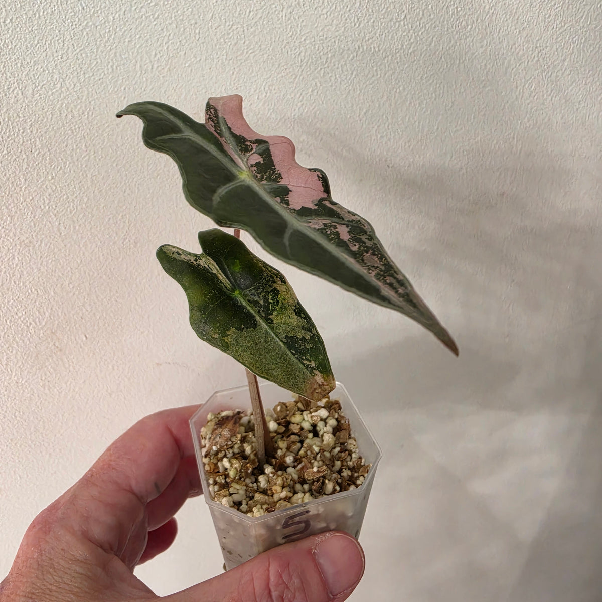 Pink Alocasia Bundle - SEE DESCRIPTION!
