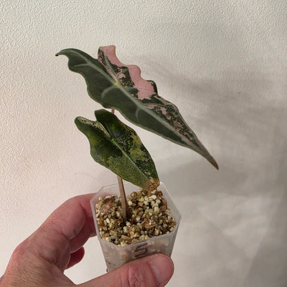 Pink Alocasia Bundle - SEE DESCRIPTION!
