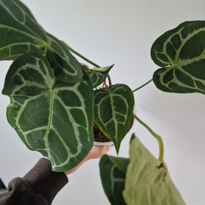 Ecuagenera Rehab Anthurium Blushed Forget