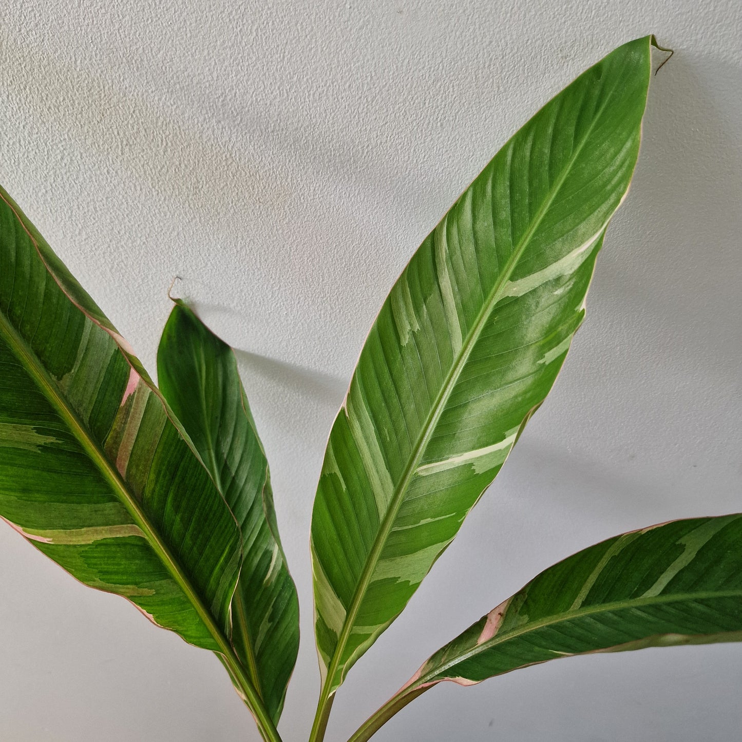 Musa ‘Nono’ – 10.5cm Pot (#1)