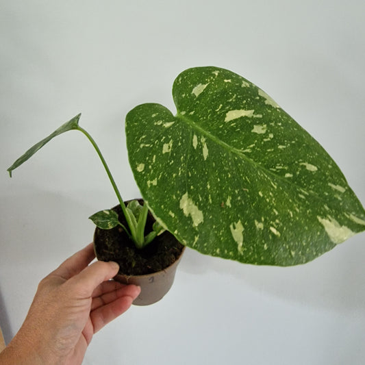 Monstera Thai Constellation Rare Houseplant 11cm pot (1i)