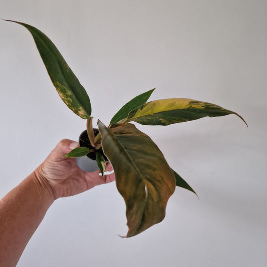 Philodendron Caramel Marble Houseplant in 6cm pot (1)