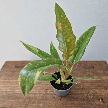 Philodendron Ring of Fire – 6cm Pot