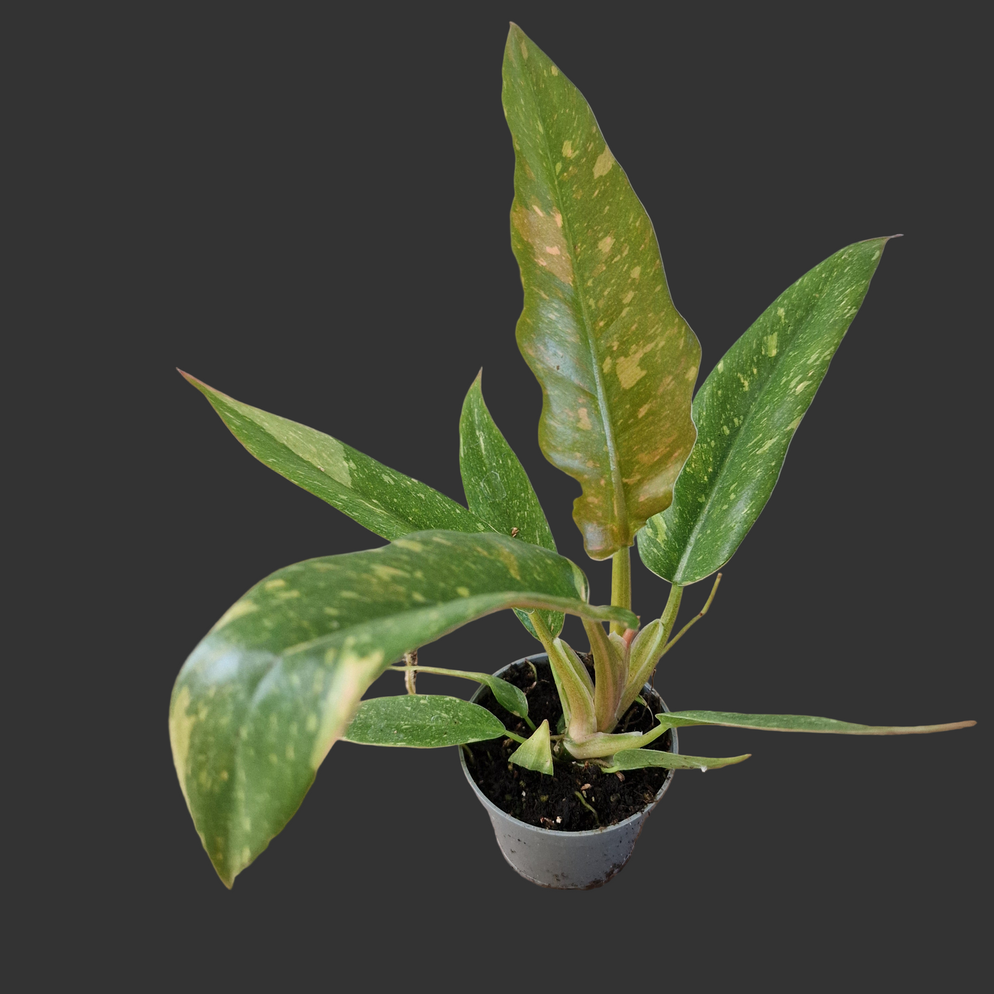 Philodendron Ring of Fire – 6cm Pot