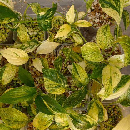 Homalomena Snow White Variegated – Chosen at Random
