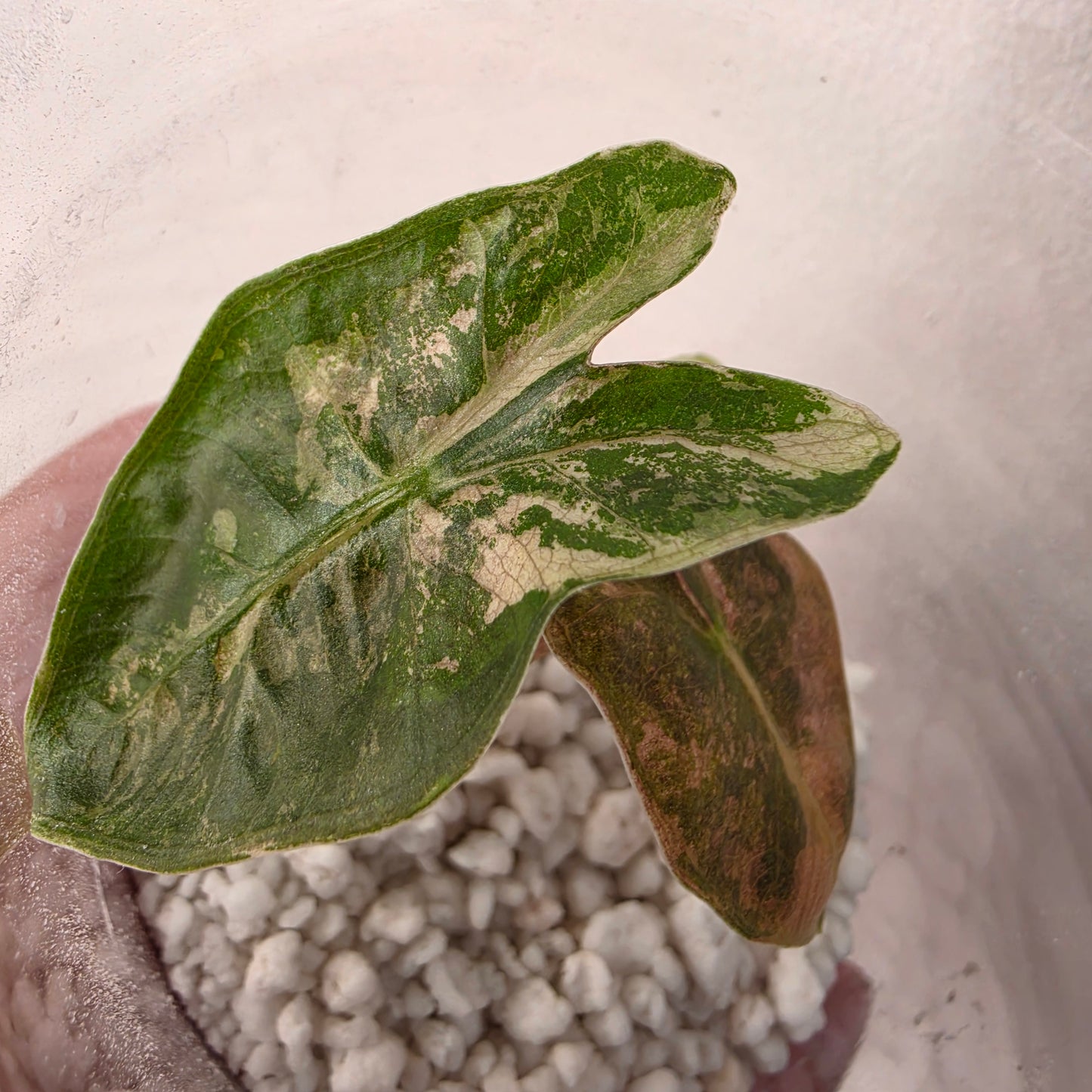 Alocasia Pseudo Sanderiana Pink Variegation Exact Plant - 4 See Description