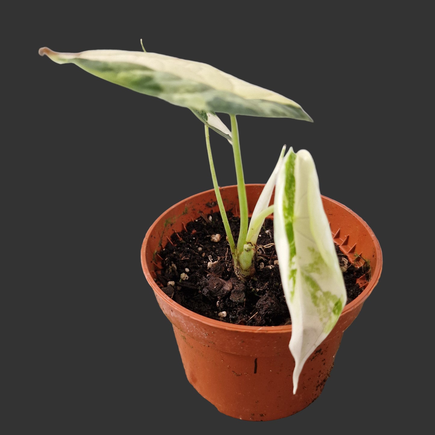 Alocasia Dragon Scale Variegata Rare Houseplant 10.5cm pot (1)