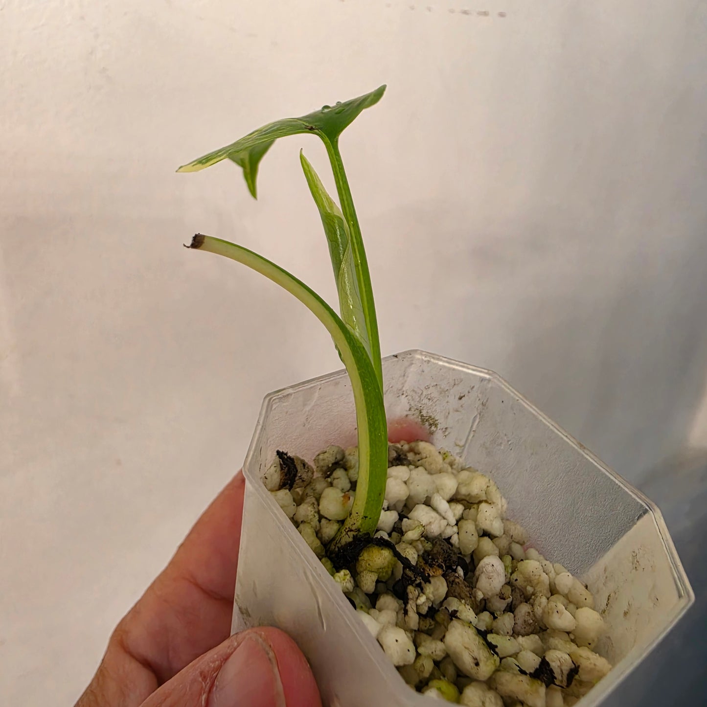 Monstera Lemon Pom Pom – Exact Plant No. 4 - See Description