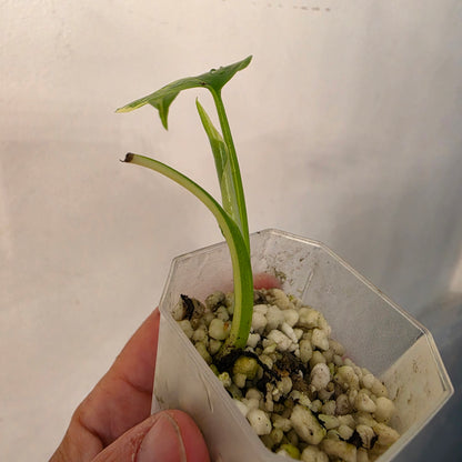 Monstera Lemon Pom Pom – Exact Plant No. 4 - See Description