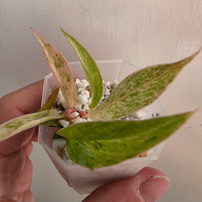 Philodendron Strawberry Caramel Marble (2) – Exact Plant - See description