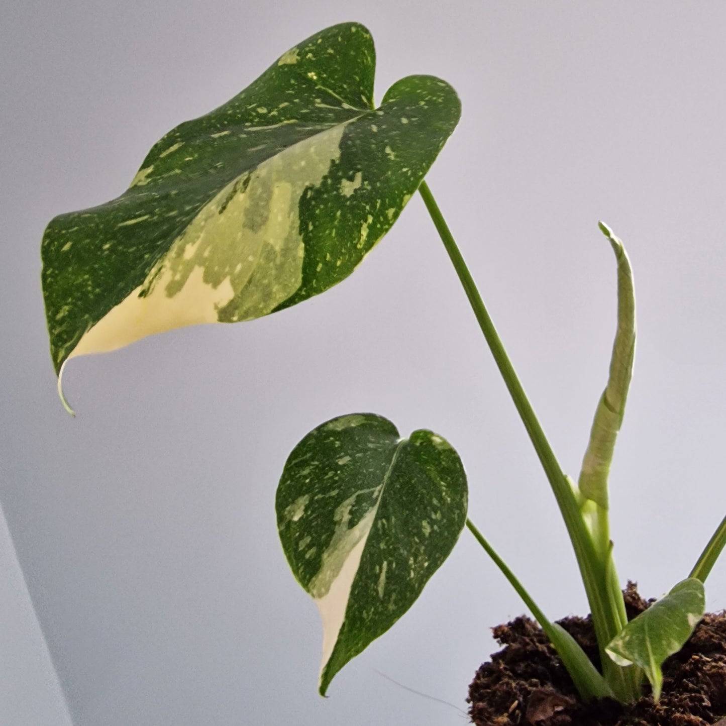 Monstera Thai Constellation Rare Houseplant 11cm pot