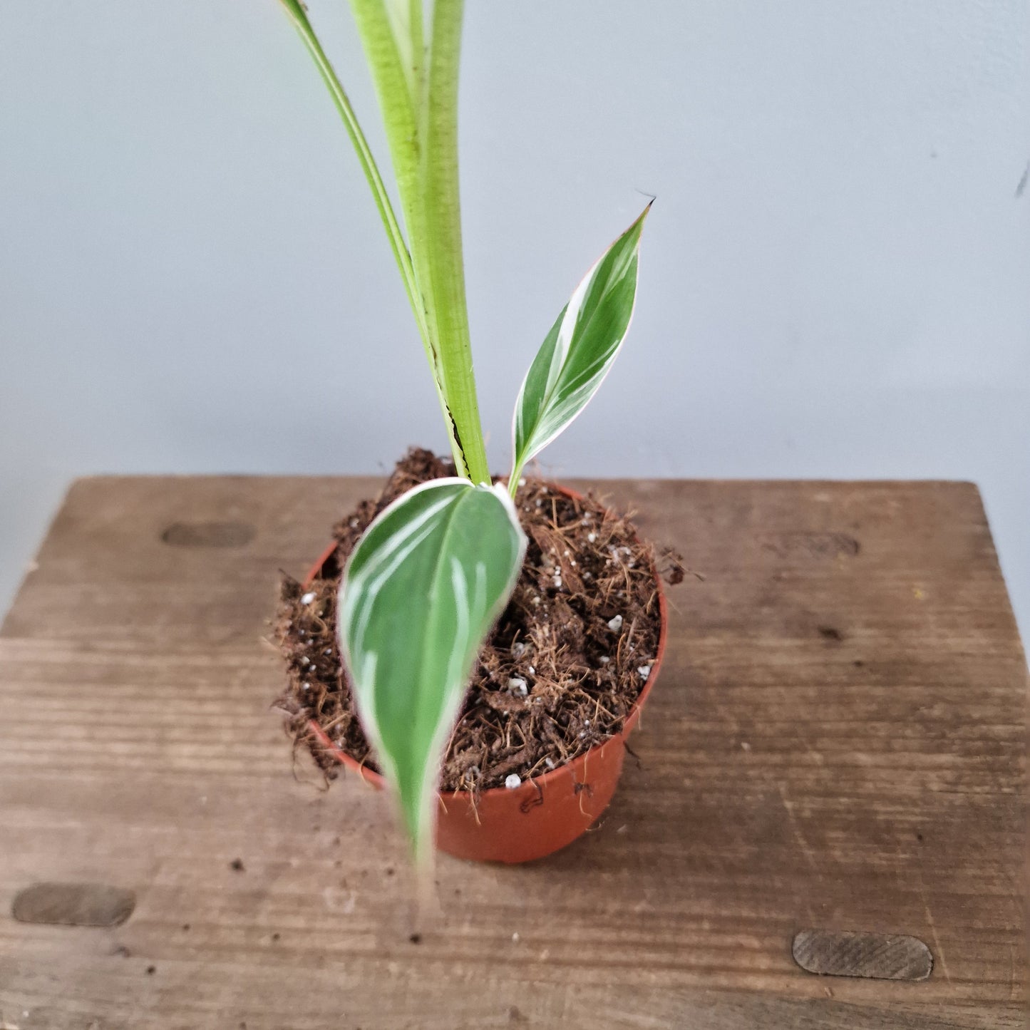 Musa Florida Rare Houseplant approx 40cm tall 10.5cm pot (1)