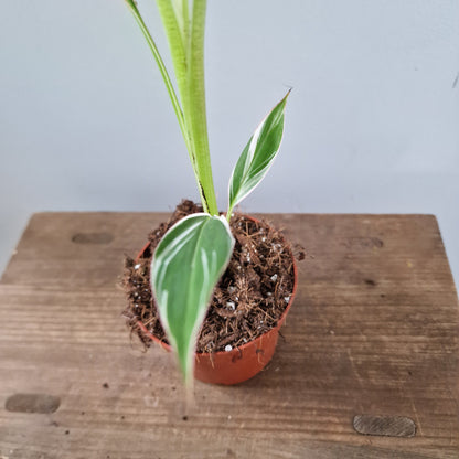 Musa Florida Rare Houseplant approx 40cm tall 10.5cm pot (1)