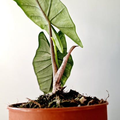 Alocasia Heterophilla 'Dragons Breath' Houseplant 12cm pot