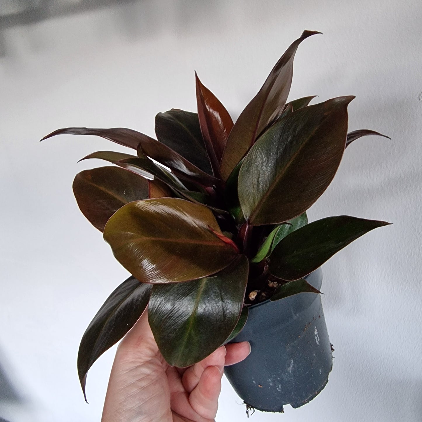 Philodendron Imperial Red – 12cm Pot