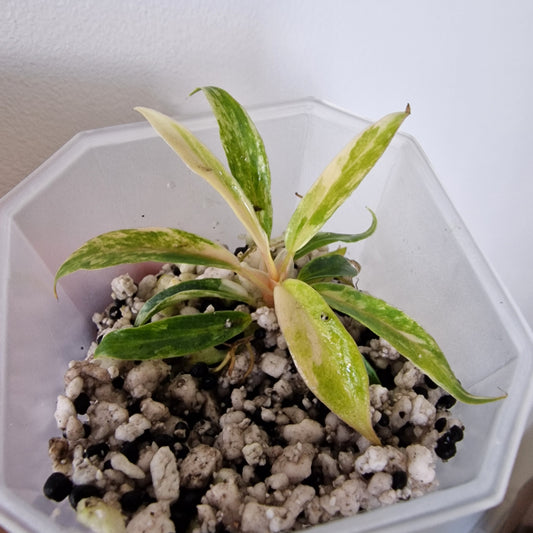 Philodendron Tortum Variegated – Young Exact Plant (#2)