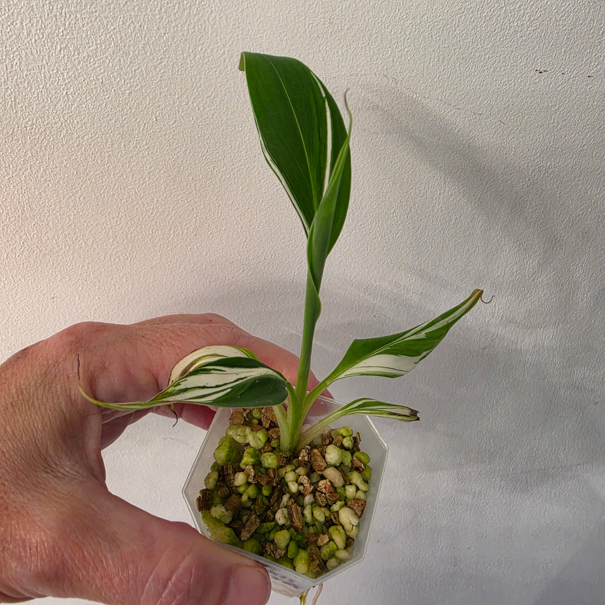 Musa ‘Hawaii’ Variegated – Established | Exact Plant #2