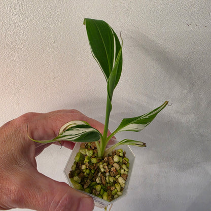 Musa ‘Hawaii’ Variegated – Established | Exact Plant #2