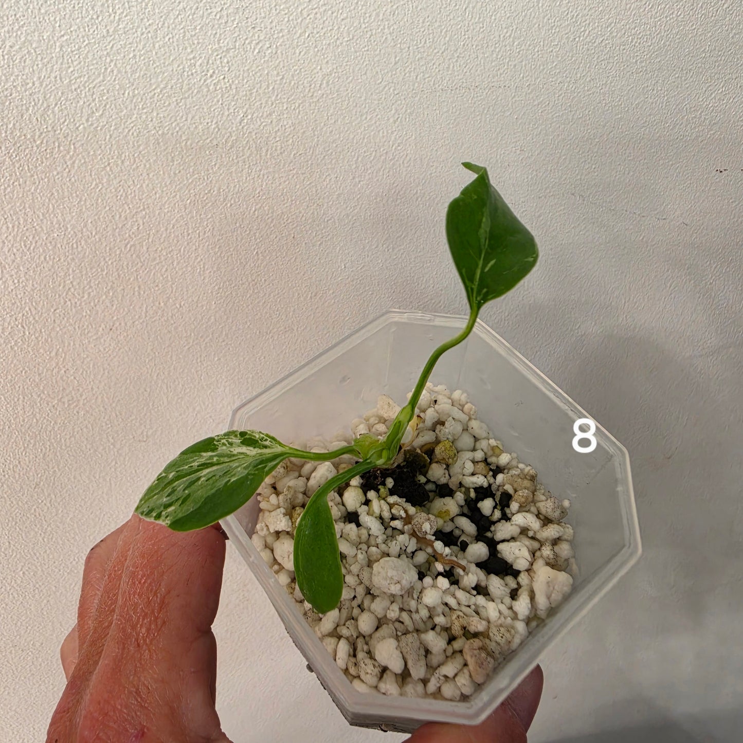 Monstera Bulbasaur 7cm pot – Choose Your Own