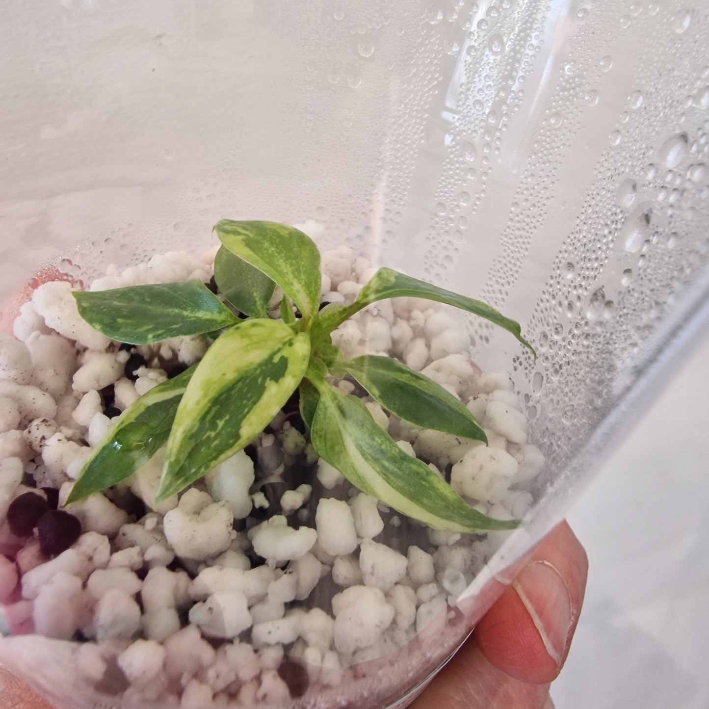 Philodendron Gloriosum No2 (Variegated)  – Young Exact TC Plant (#2)