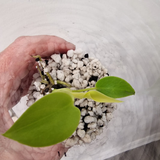 Monstera Lemon Lime – Young Exact TC Plant (#11)