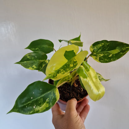 Philodendron Burle Marx Variegata Rare Houseplant 9cm pot (4)