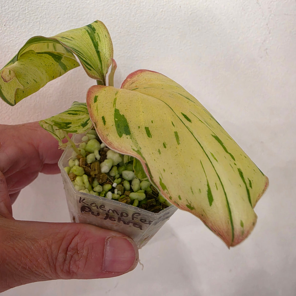 Kaempferia Pulchra Variegata – Established | Exact Plant #4