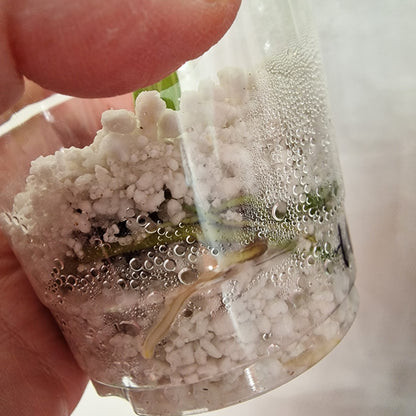 Pre-order Monstera Bulbasaur – Young TC Plantlet Exact Plant (1-16)