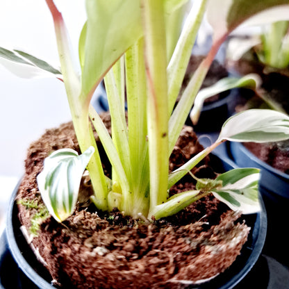 Ctenanthe Setosa Princess Dalya Houseplant 7cm pot