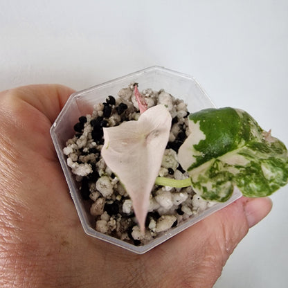 Alocasia Cuprea ‘Nom Yen’ Variegated – Tissue Culture Plant (#1)