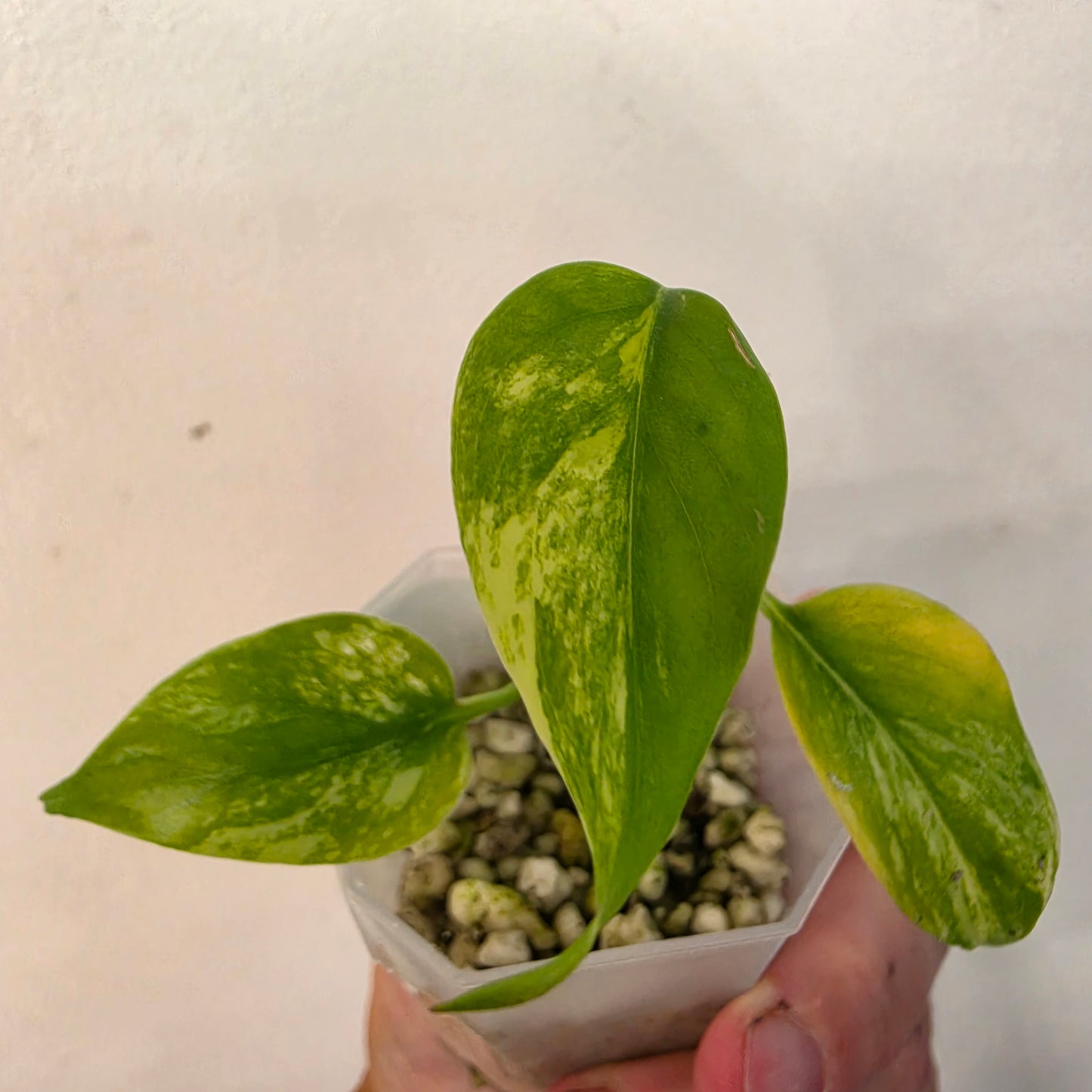 Monstera Aurea – Exact Plant No. 4 - See Description