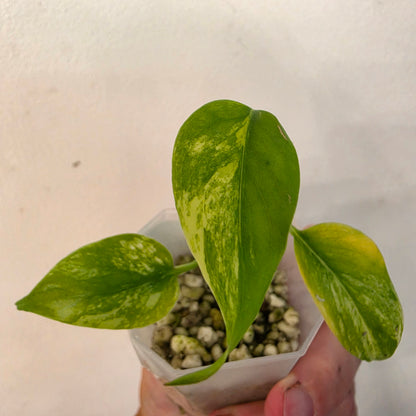Monstera Aurea – Exact Plant No. 4 - See Description