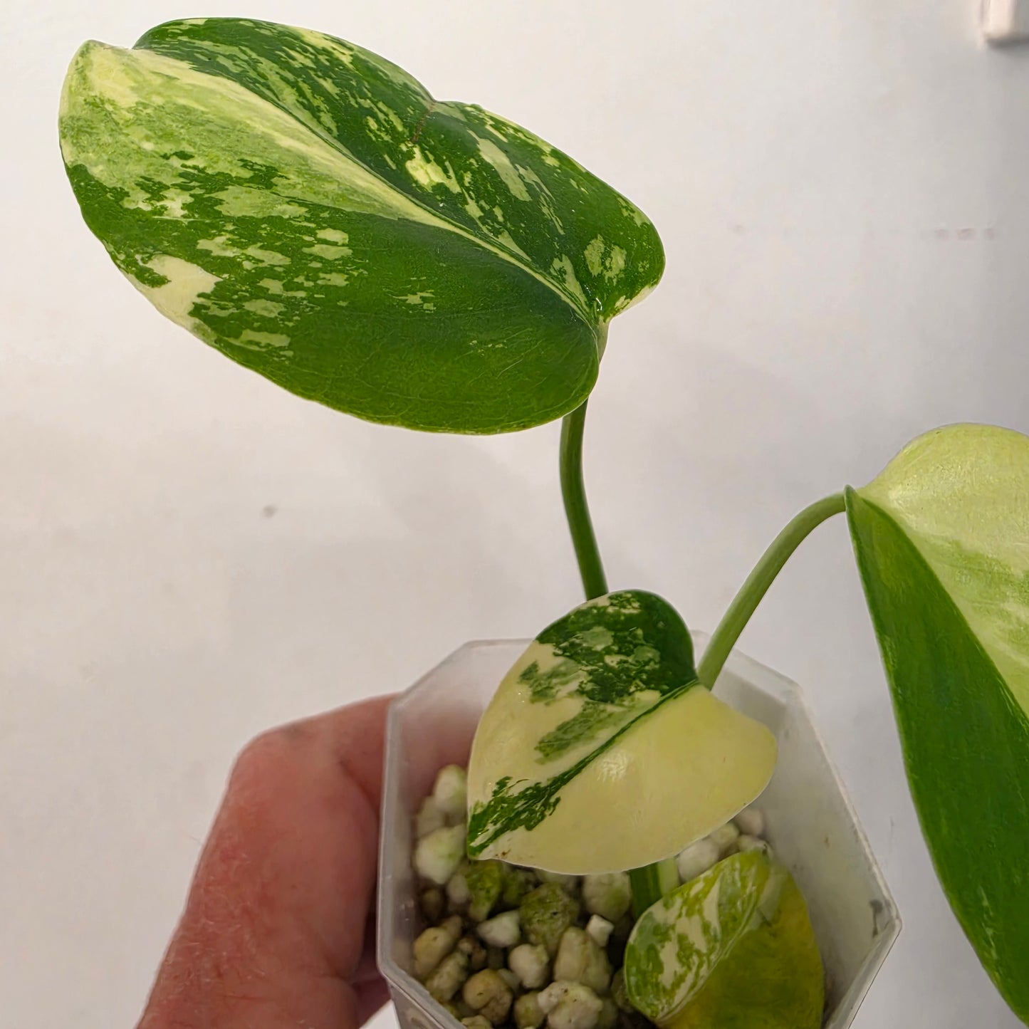 Monstera Lemon Pom Pom – Exact Plant No. 1 - See Description