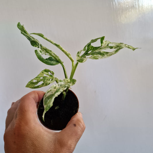 Monstera Frozen Freckles Rare Houseplant 6cm pot