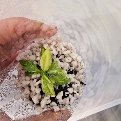 Philodendron Gloriosum No2 (Variegated)  – Young Exact TC Plant (#1)